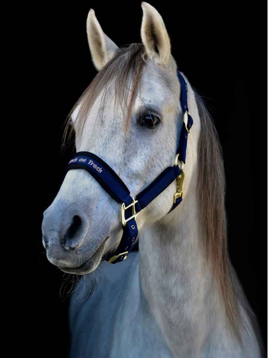 BACK ON TRACK Halfter Werano