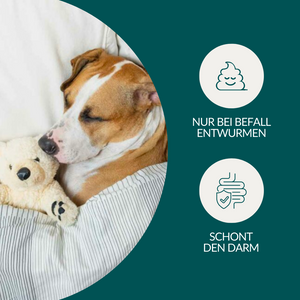 Wurmtest Plus Hund Sparpaket