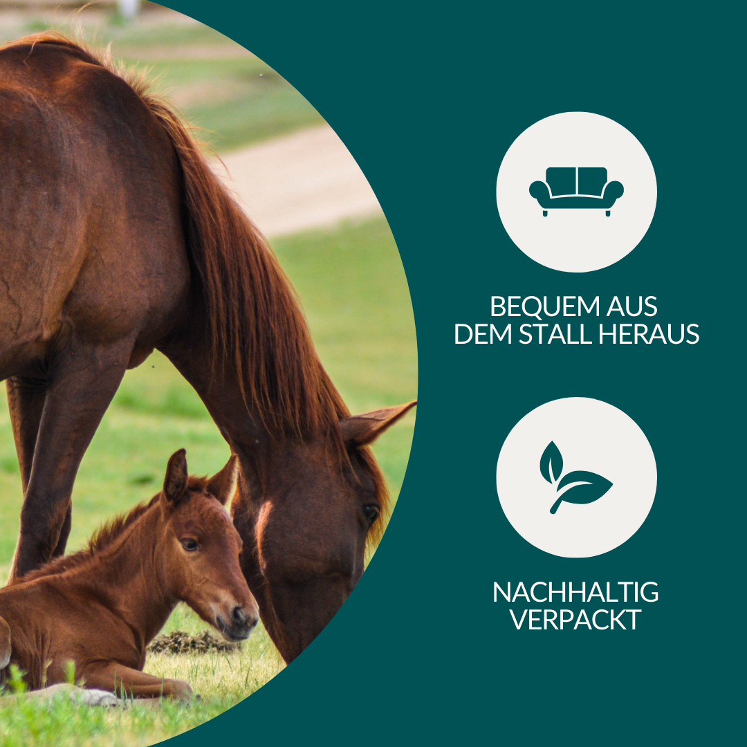 Allergietest - Gräser, Milben & Co. Pferd