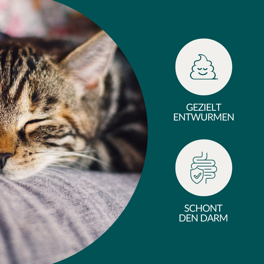 Wurmtest Basic Katze