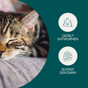 Wurmtest Plus Katze