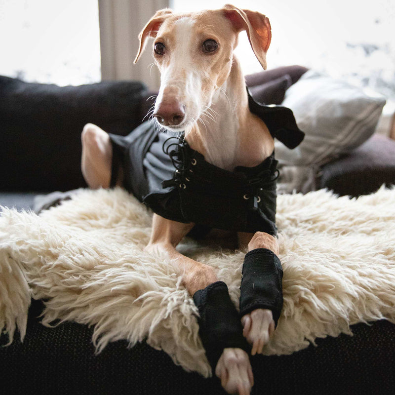 Back on Track Hundemantel Greyhound