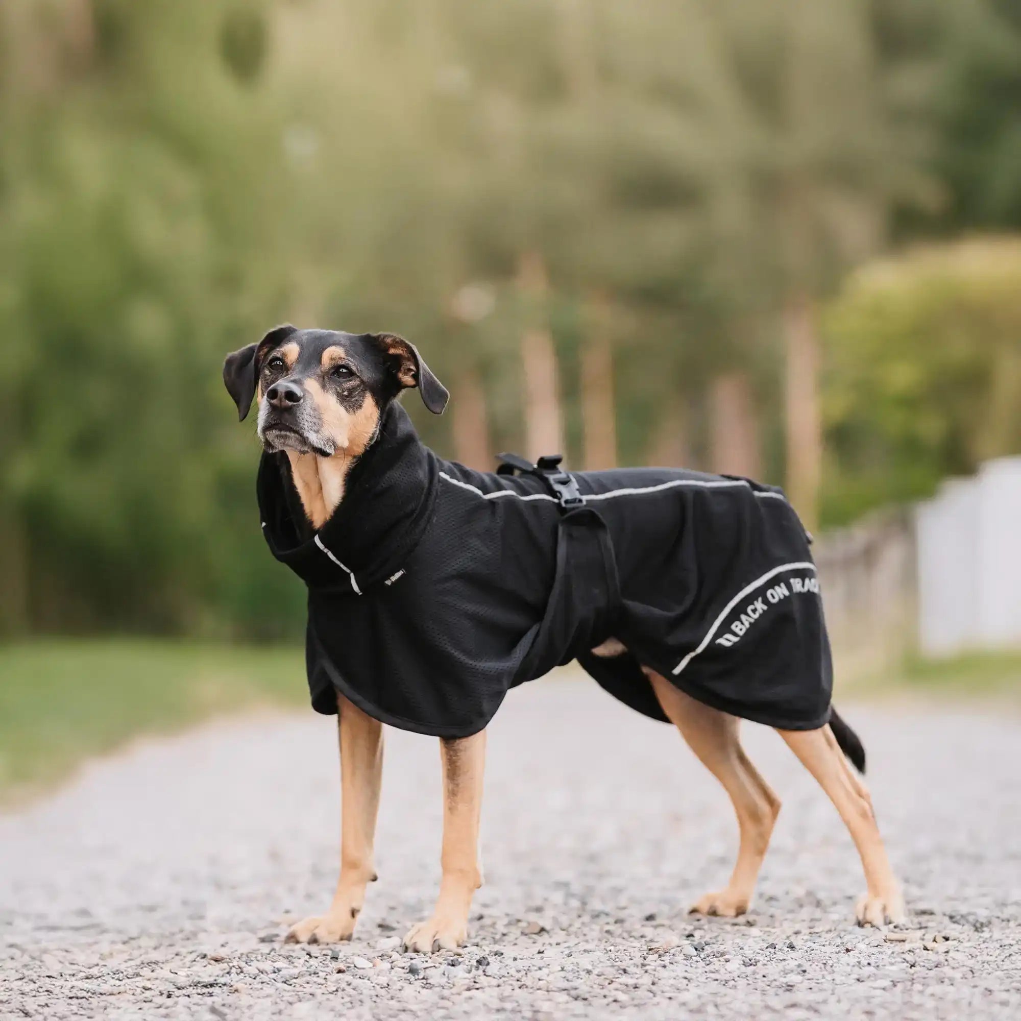 Back on Track BAY Netz-Hundemantel, Hoher Rutenansatz