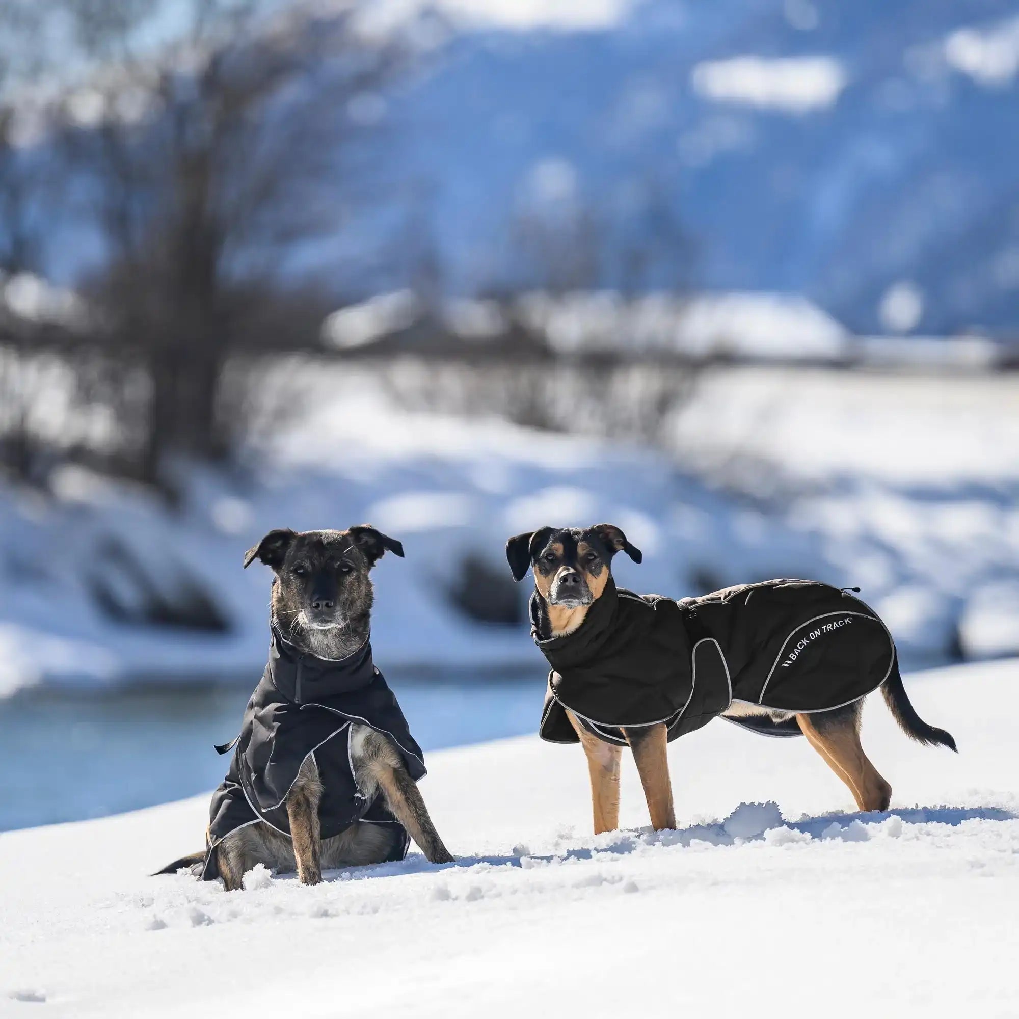 Back on Track BAY Winter-Hundemantel, Hoher Rutenansatz