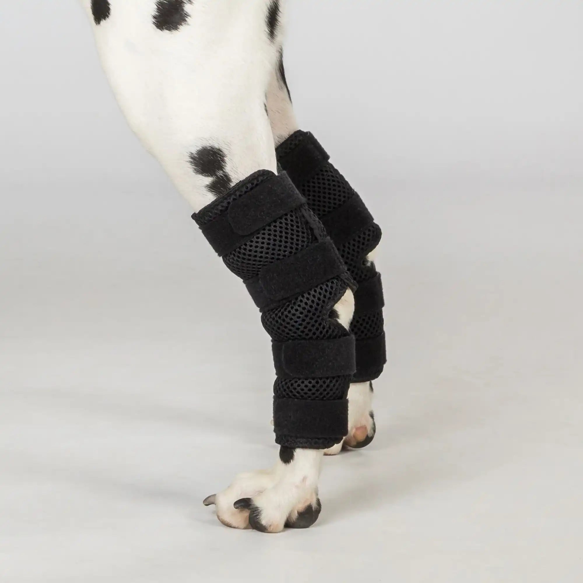 Hunde-Sprunggelenkschoner 