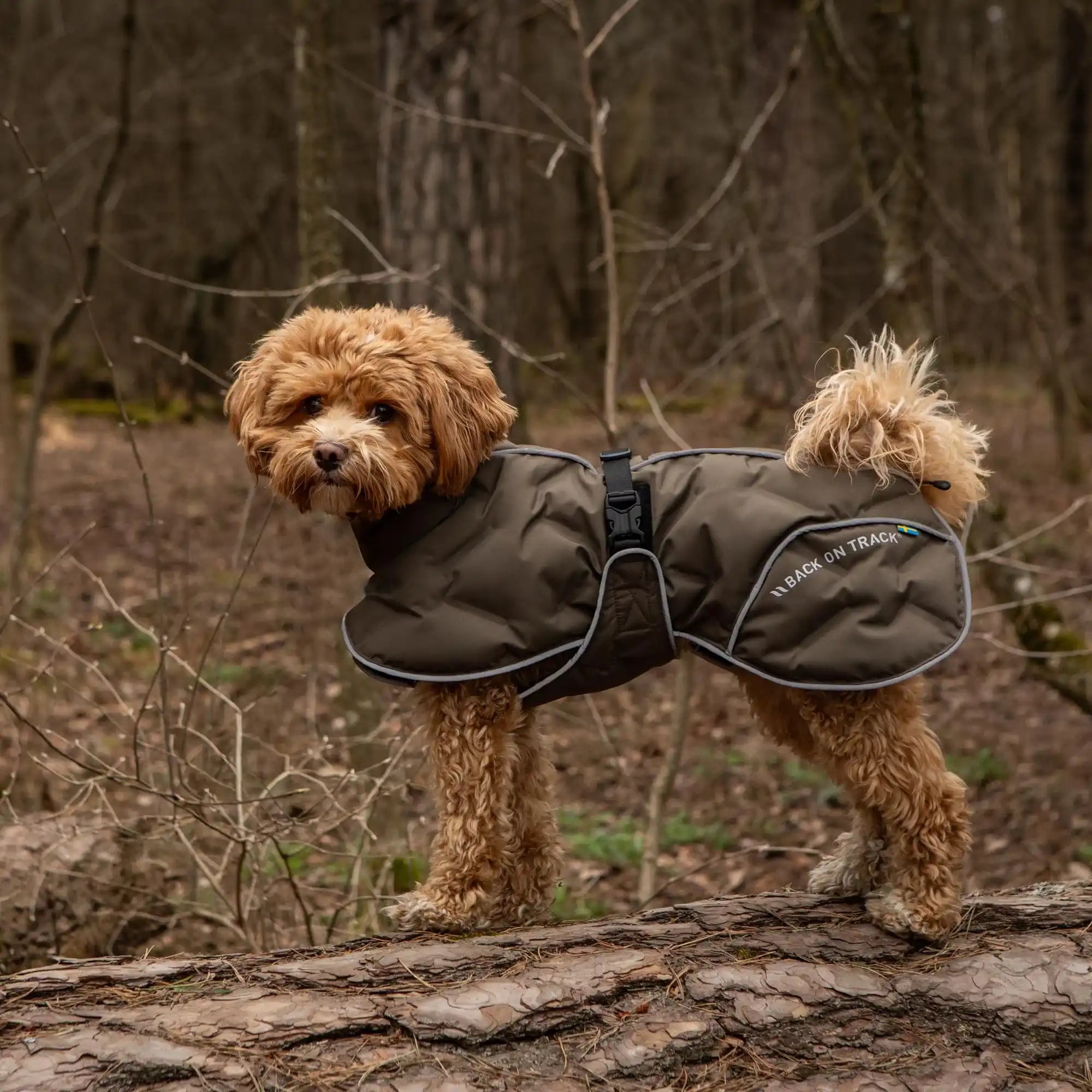 Back on Track BAY Winter-Hundemantel, Hoher Rutenansatz