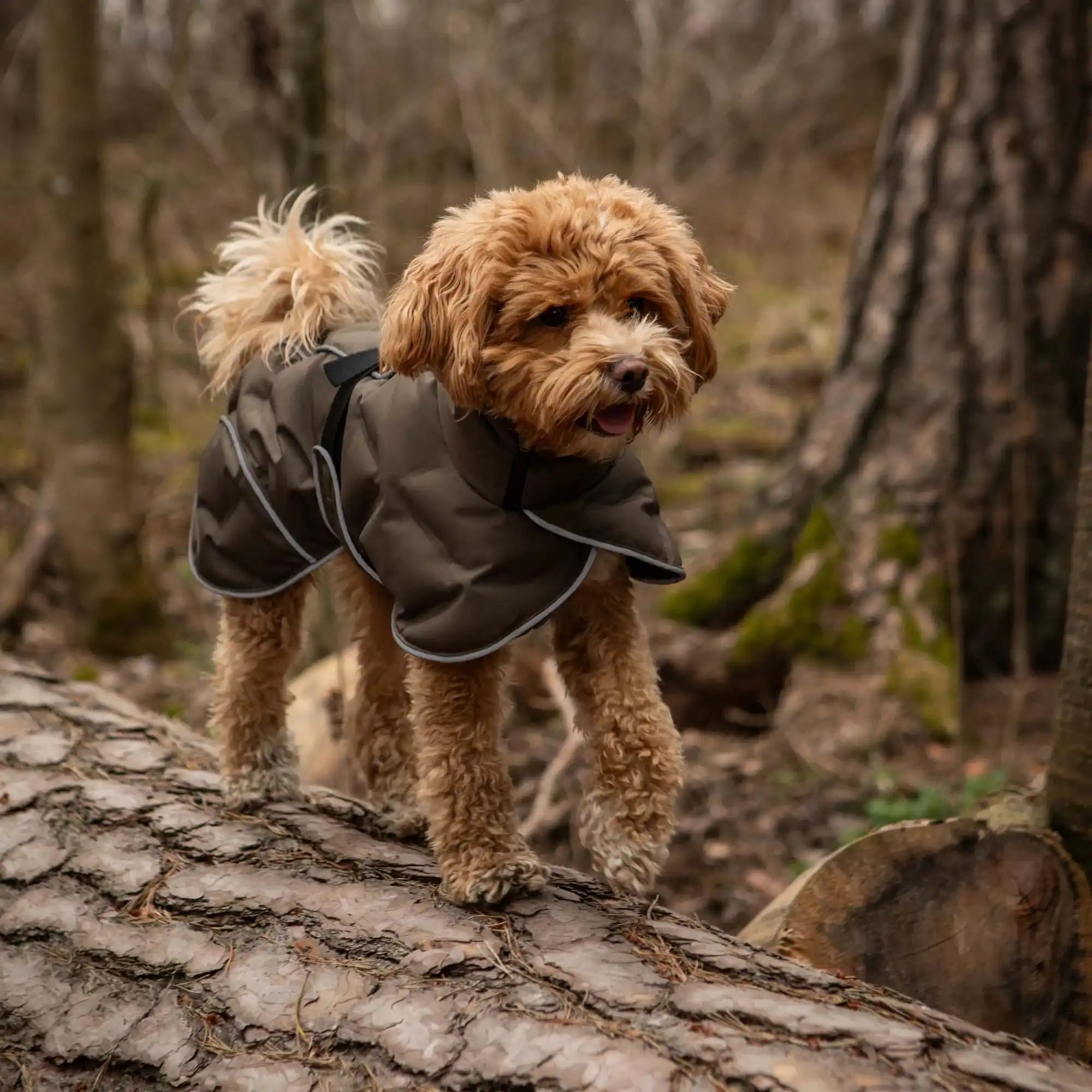 Back on Track BAY Winter-Hundemantel, Hoher Rutenansatz
