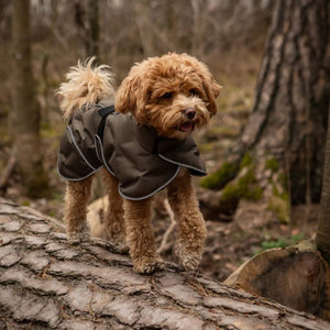 Back on Track BAY Winter-Hundemantel, Hoher Rutenansatz