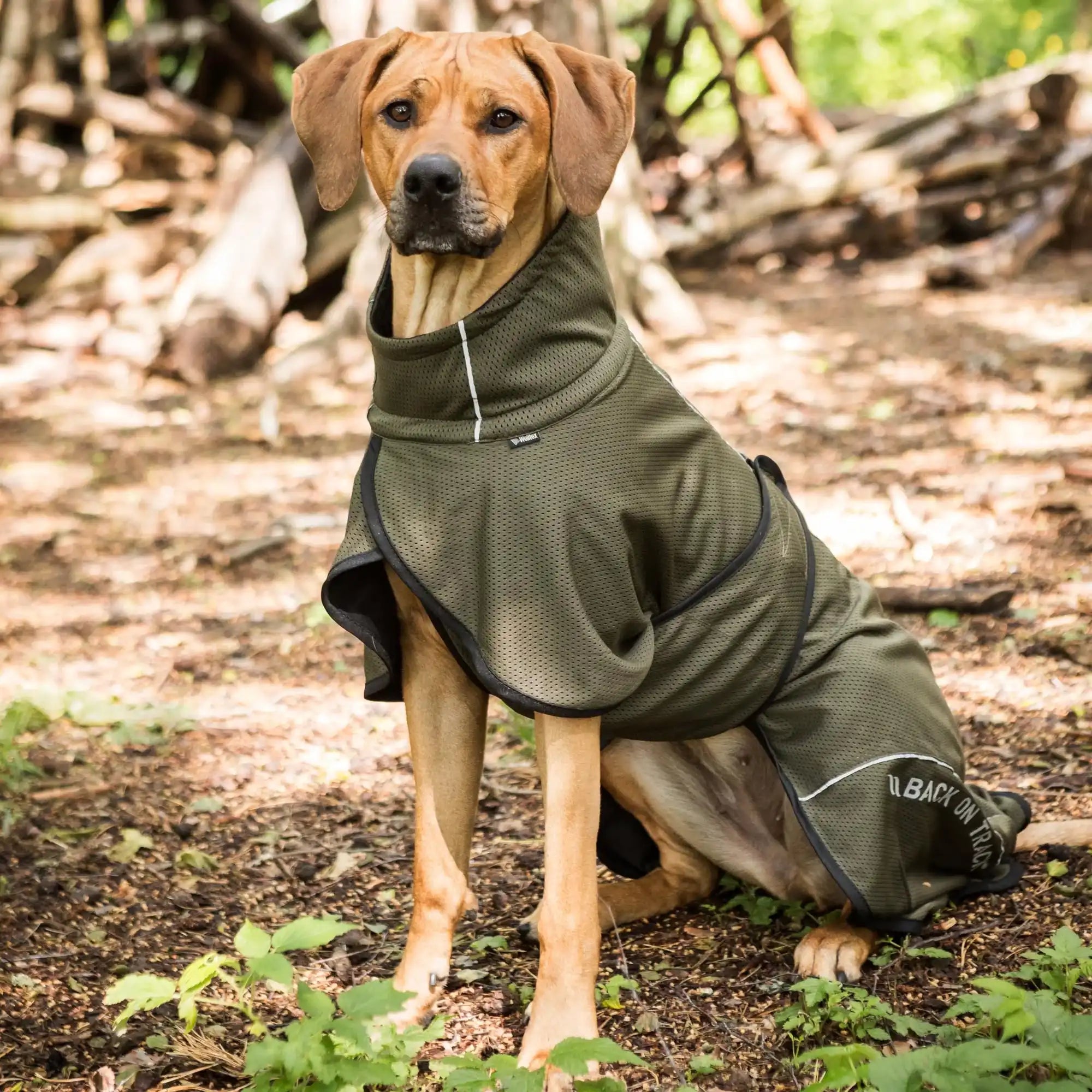 Back on Track BAY Netz-Hundemantel, Niedriger Rutenansatz