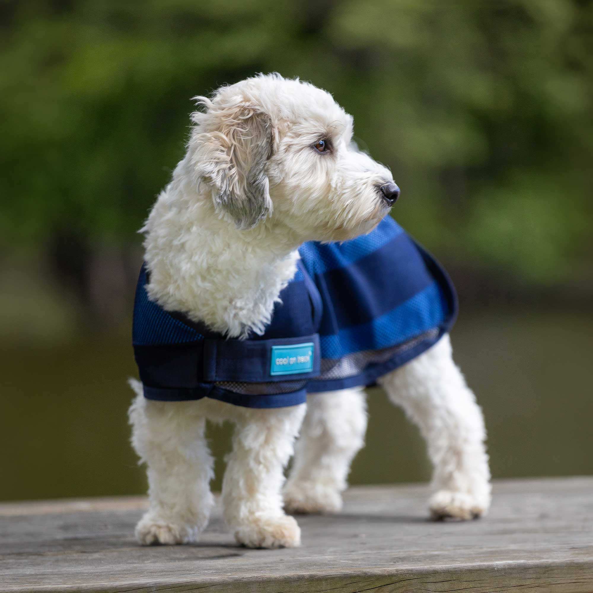 Back on Track Cool on Track® Hundemantel mit Kühl-Effekt 2.0