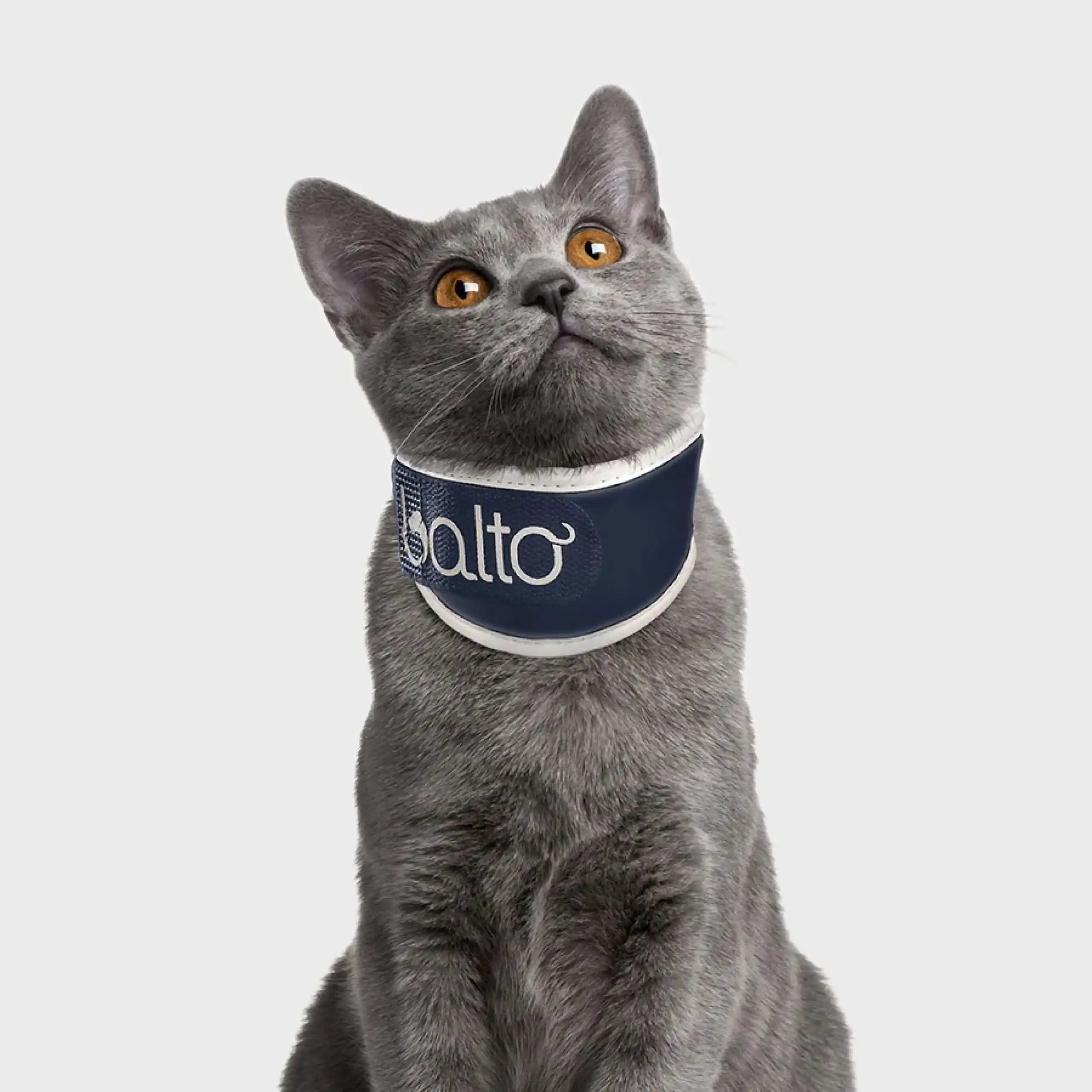 Katzen Halskrause Modell Zoe