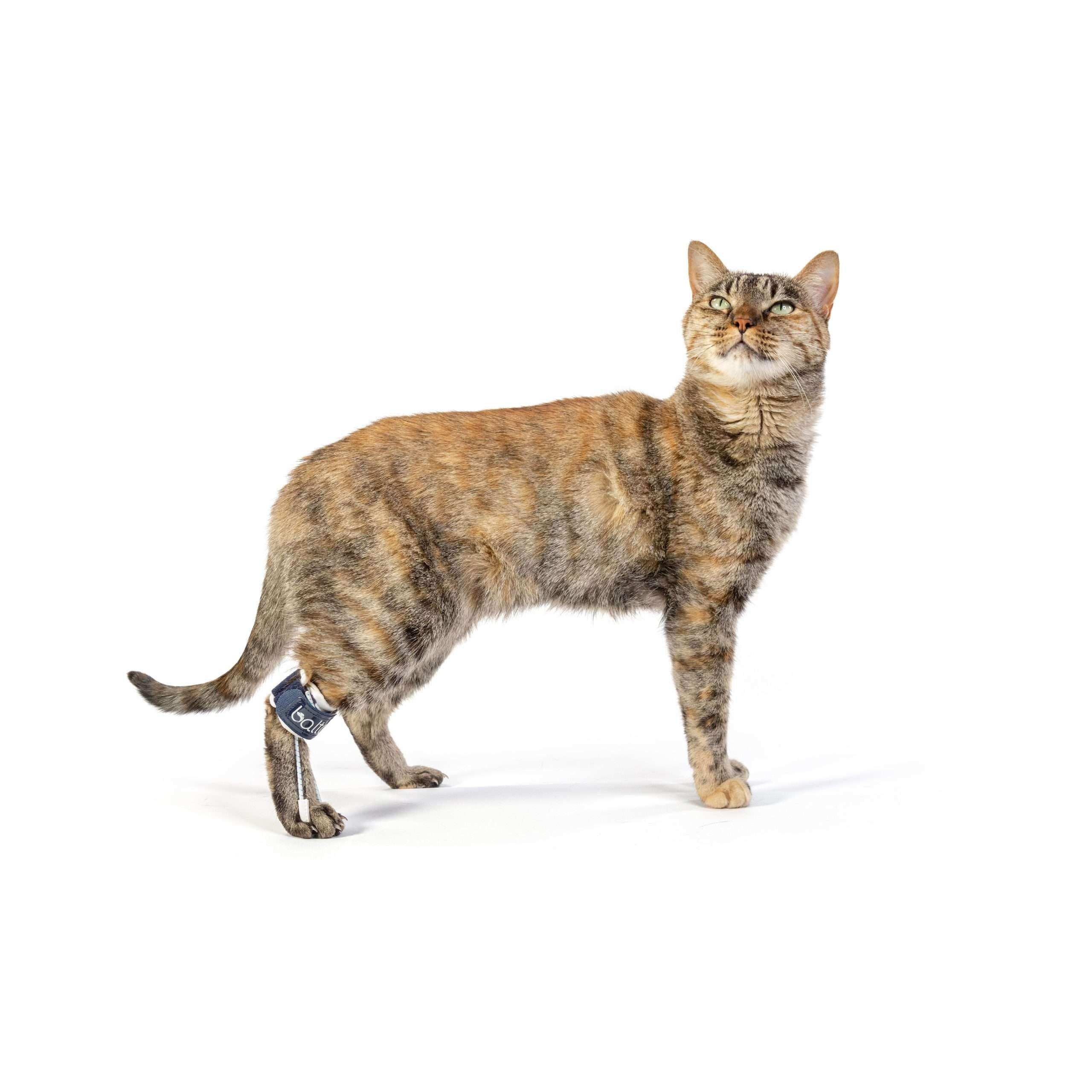 Katzen Orthese bei Überbeugung der Phalangen