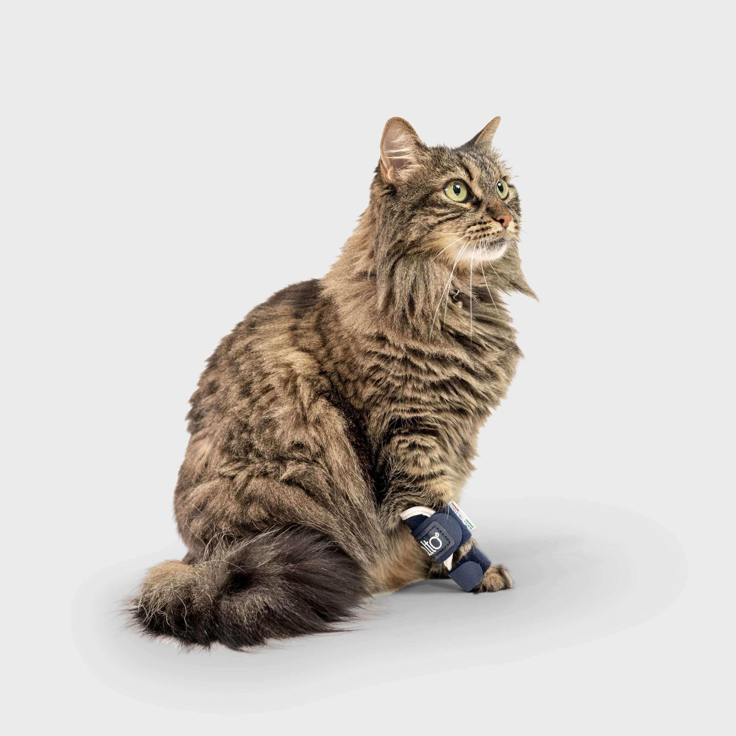 Katzen Orthese gegen Handwurzellaxität