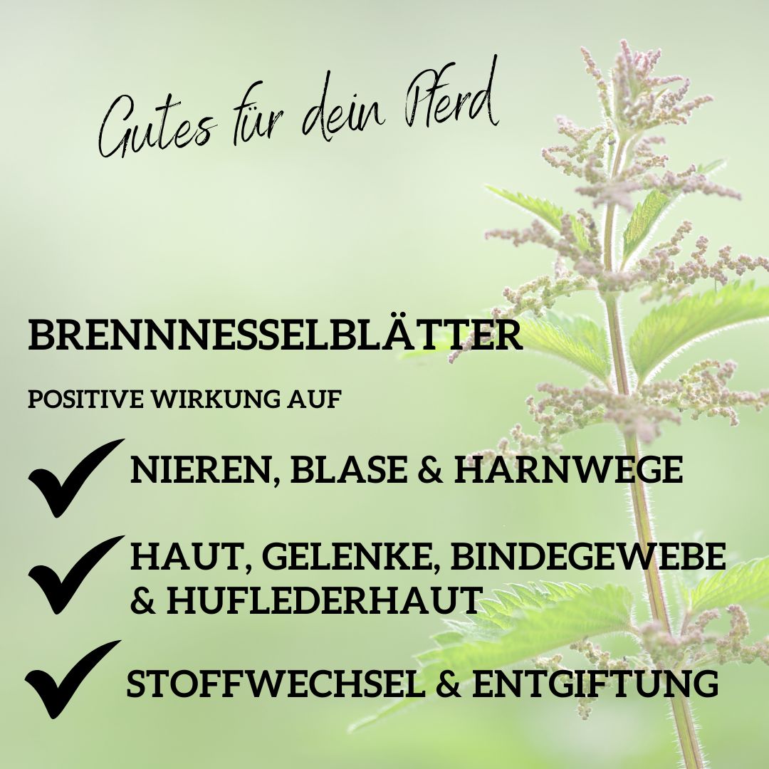 Brennnessel für Pferde für Niere, Stoffwechsel, Gelenke & Haut