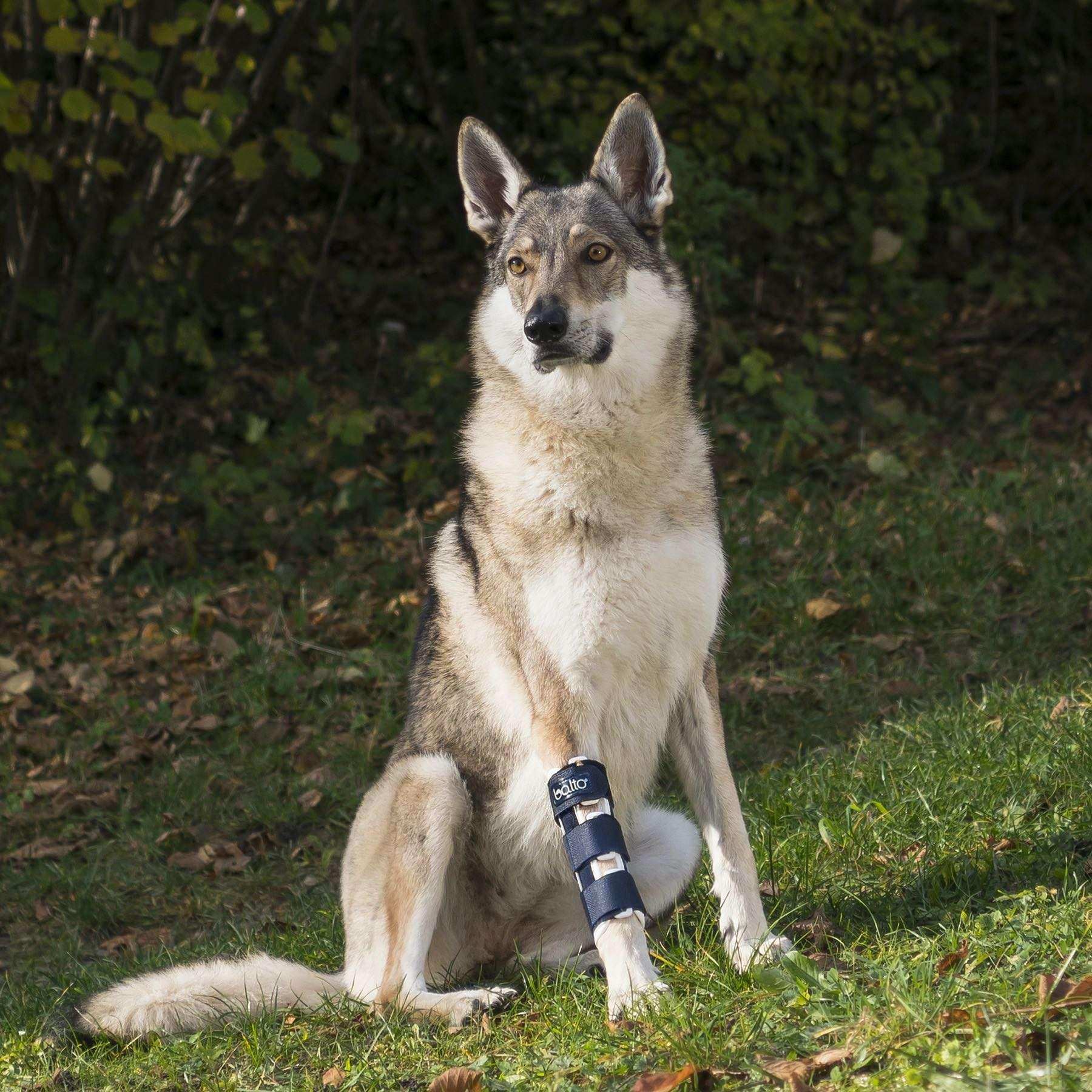 Hunde Orthese für brüche