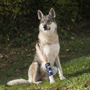 Hunde Orthese für brüche