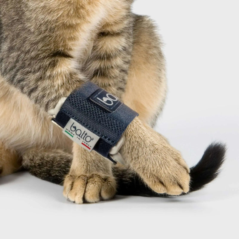 Katzen Orthese für Brüche