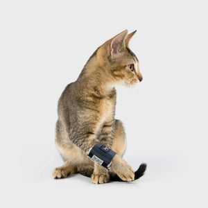 Katzen Orthese für Brüche