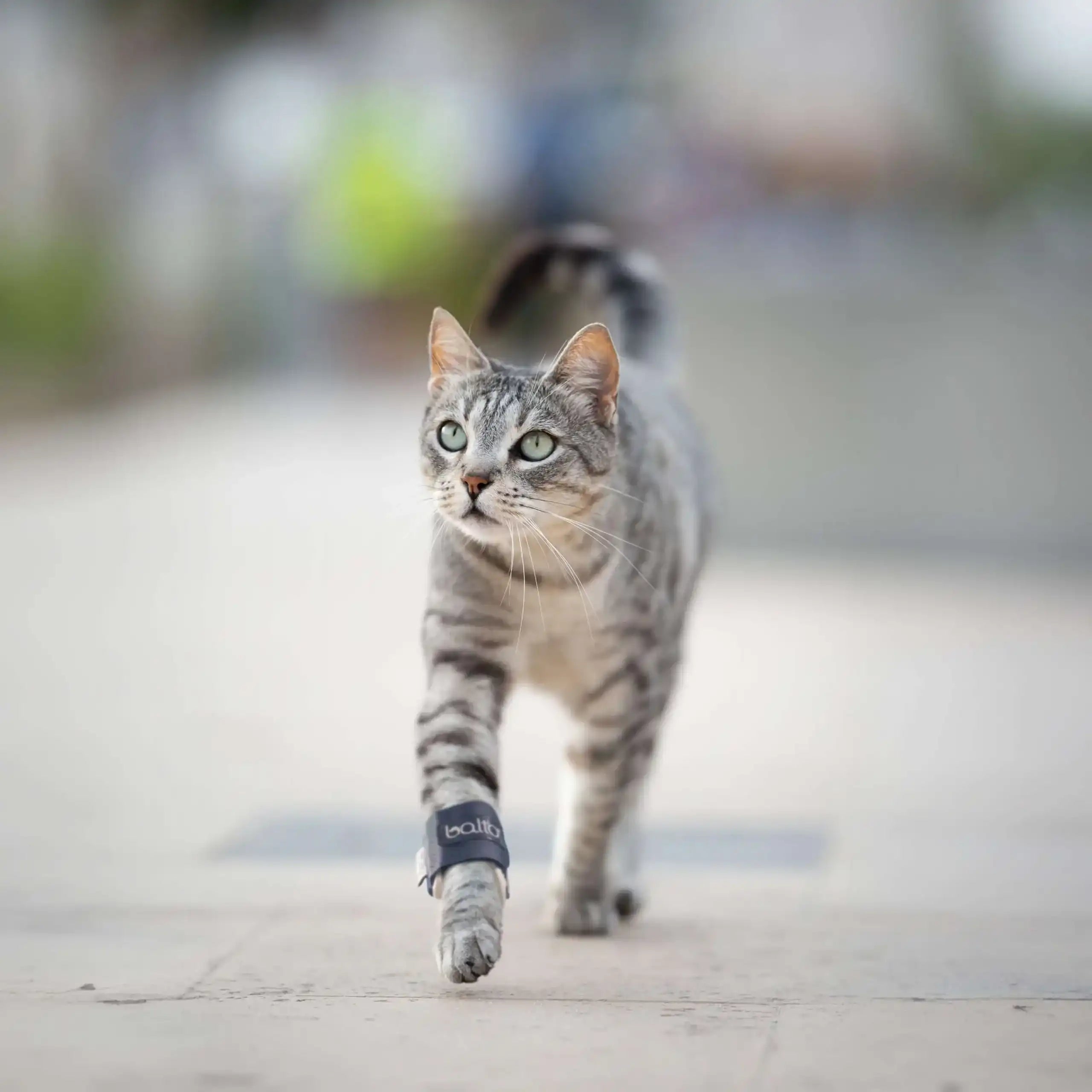 Katzen Orthese für Brüche