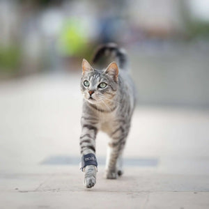 Katzen Orthese für Brüche