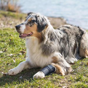 Hunde Kompressionsband für karpus