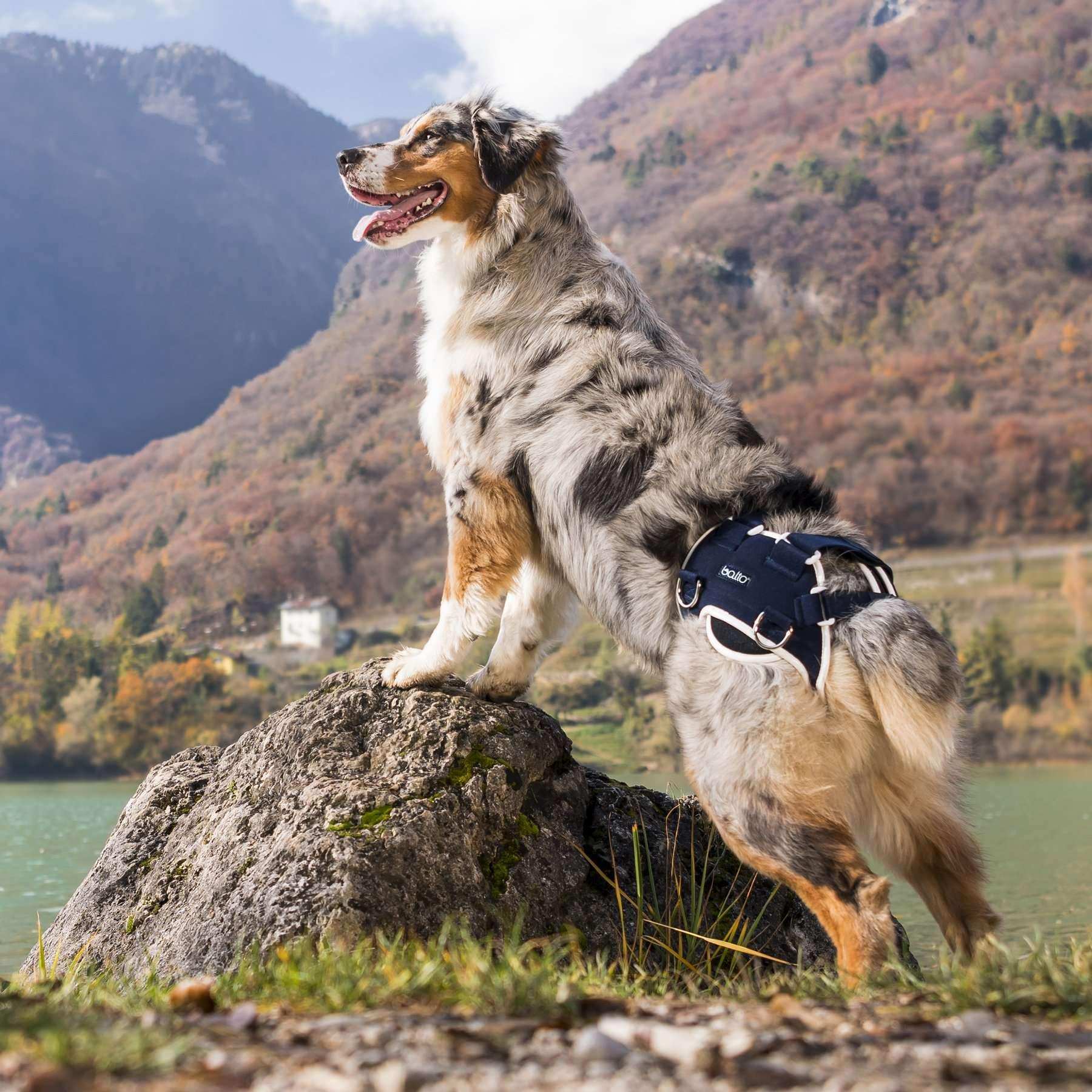Hunde Stütze für hüftdysplasie