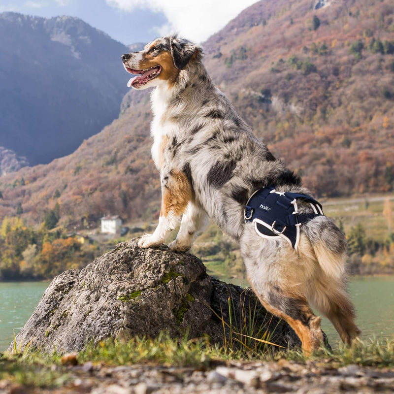 Hunde Stütze für hüftdysplasie