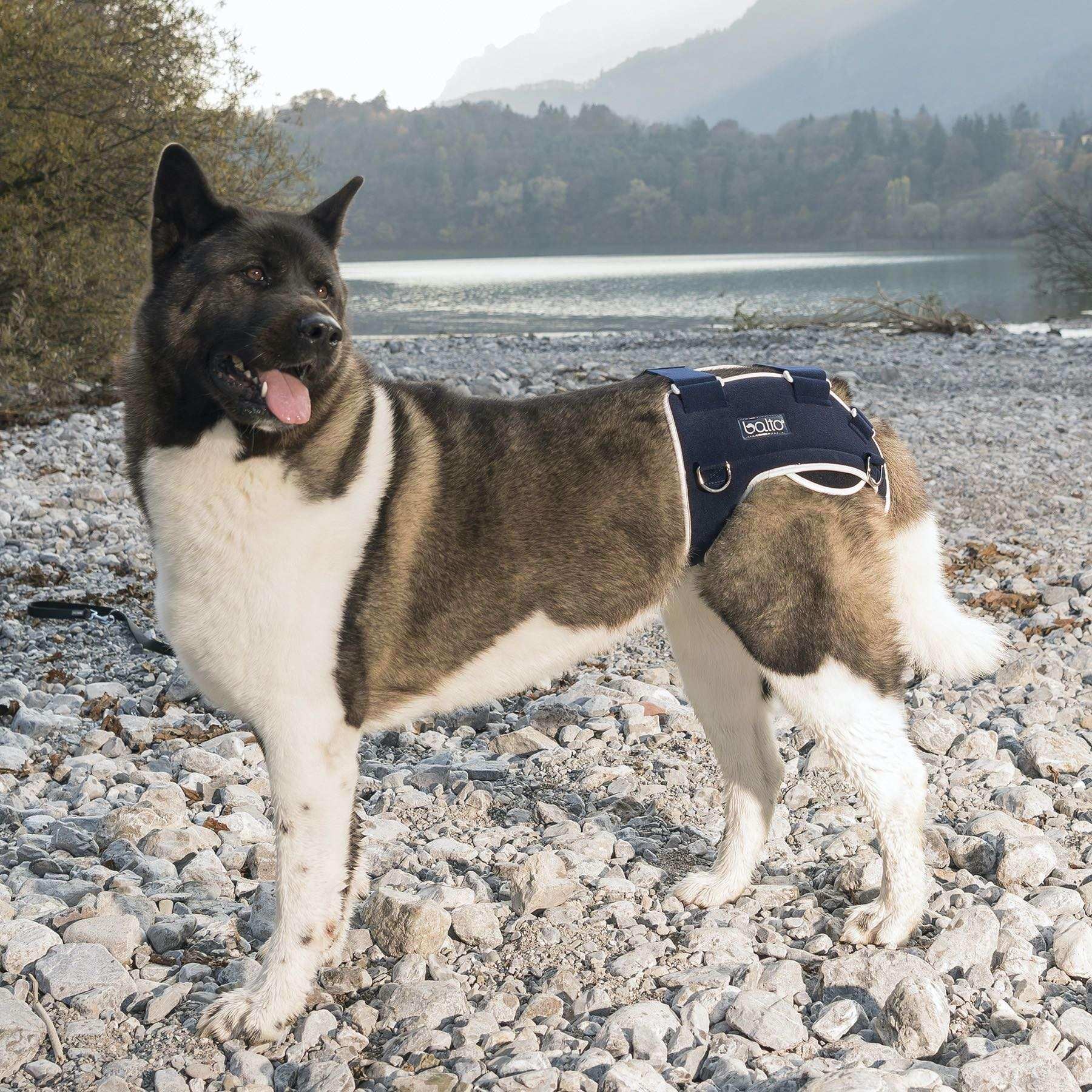 Hunde Stütze für hüftdysplasie