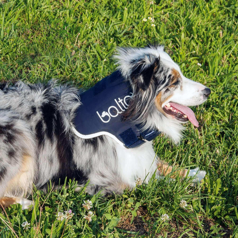 Steife orthopädische Halsbinde für Hunde