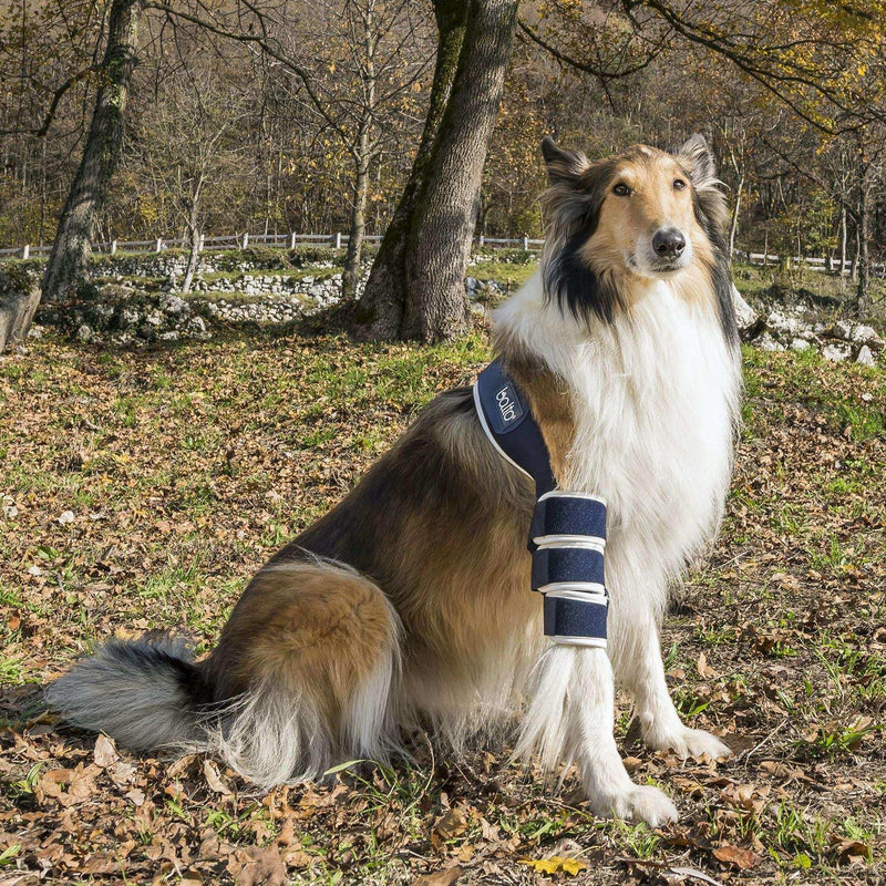 Ellbogenorthese für Hunde