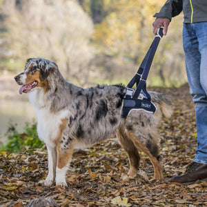 Hinterbeinstütze für Hunde