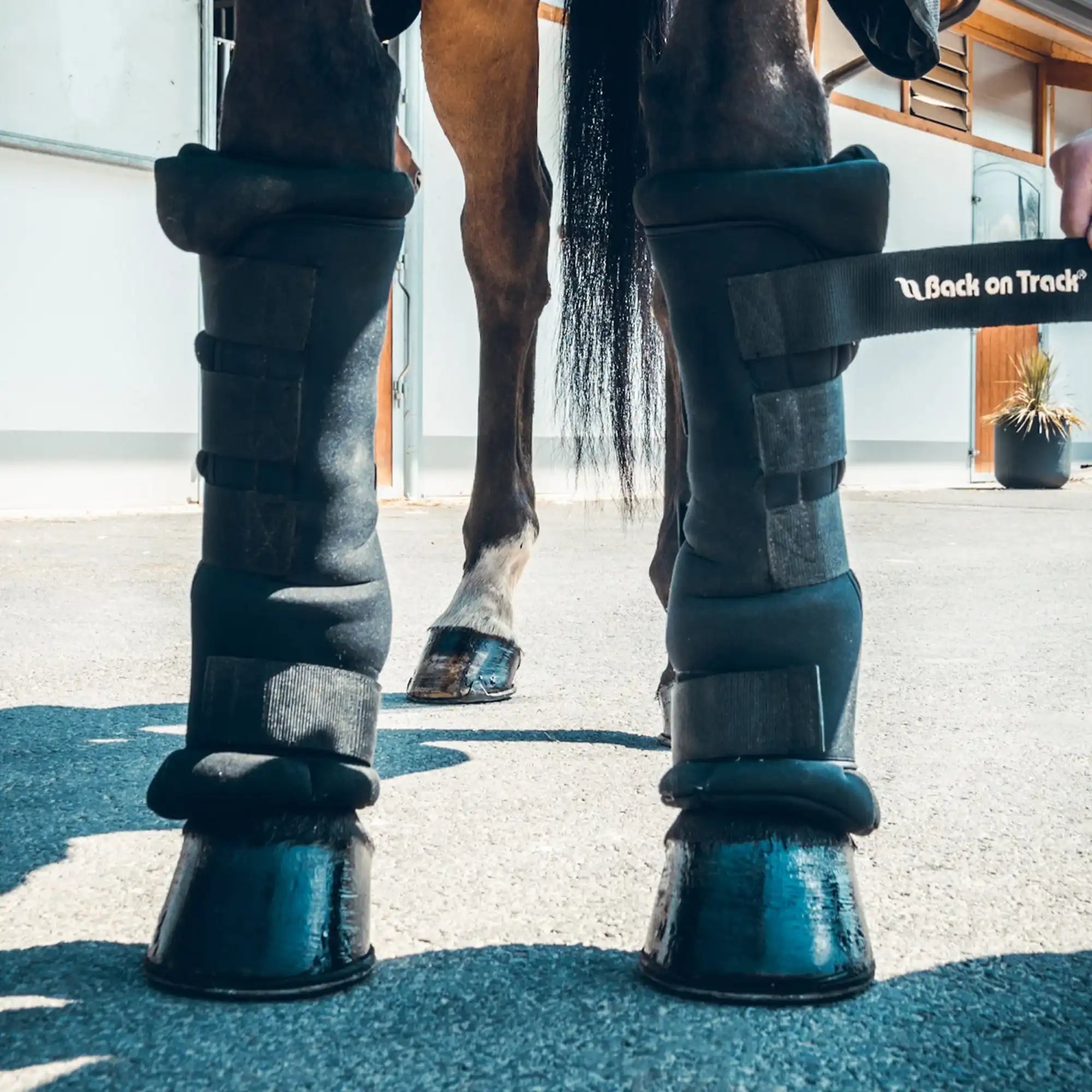 Stallgamaschen Royal