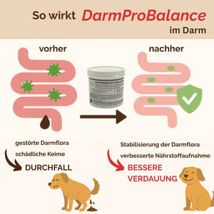Darmpulver Hund - Durchfall Hund - Darmflora Hund aufbauen