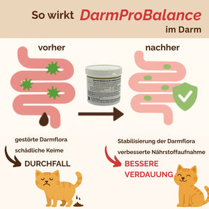 Darmpulver Katze - Durchfall und  Erbrechen Katze -Darmflora Katze aufbauen