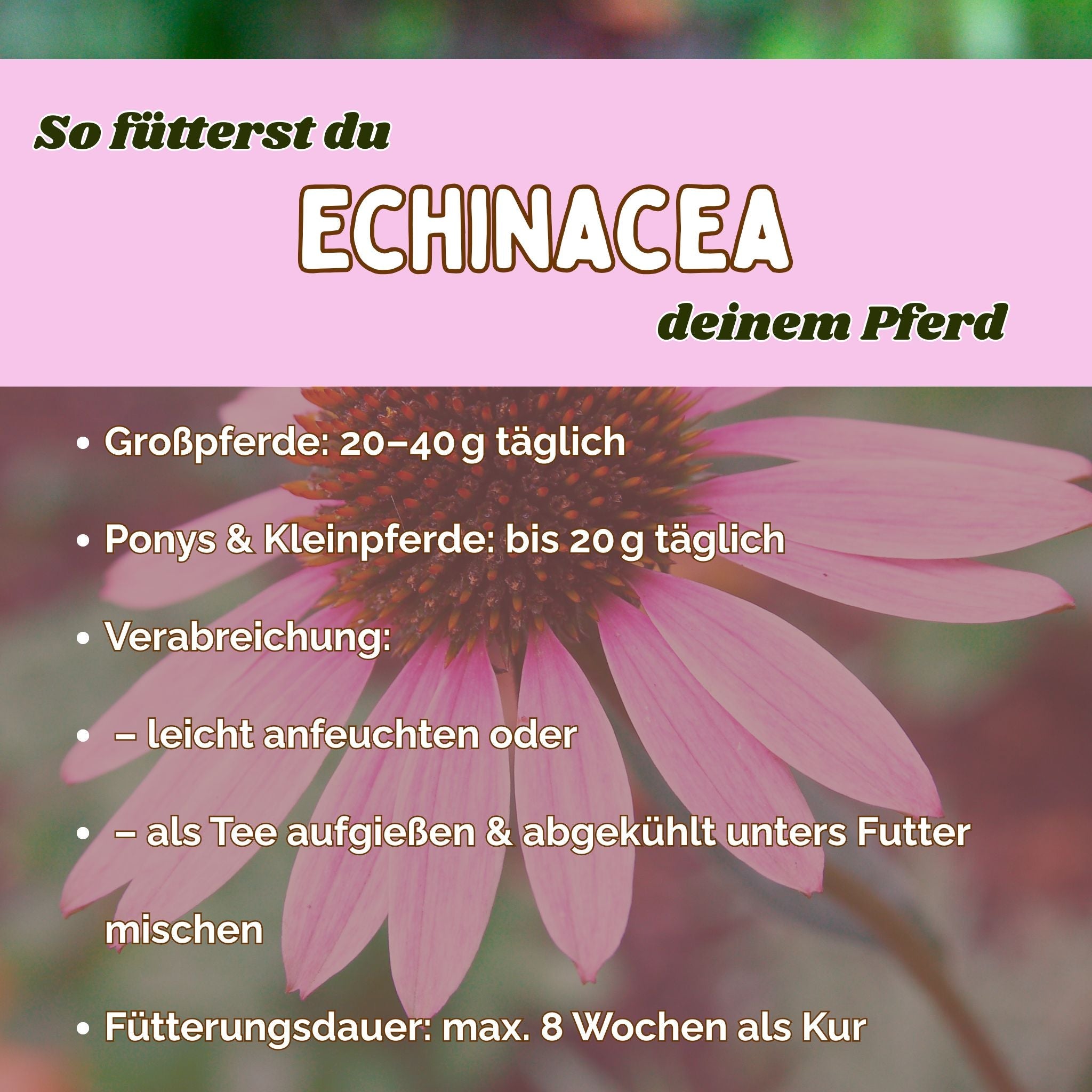 Echinacea Pferd - Zusatzfutter Immunsystem Pferd