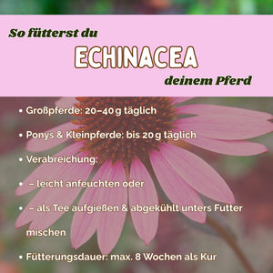 Echinacea Pferd - Zusatzfutter Immunsystem Pferd