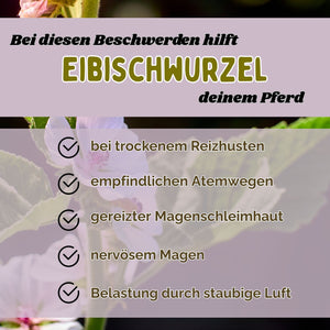 Eibischwurzel Pferd - Hustenkräuter für Pferde - Magenkräuter Pferd