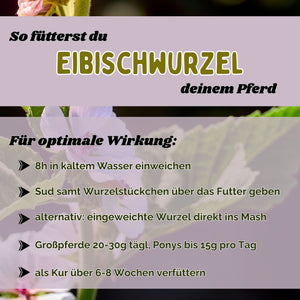 Eibischwurzel Pferd - Hustenkräuter für Pferde - Magenkräuter Pferd