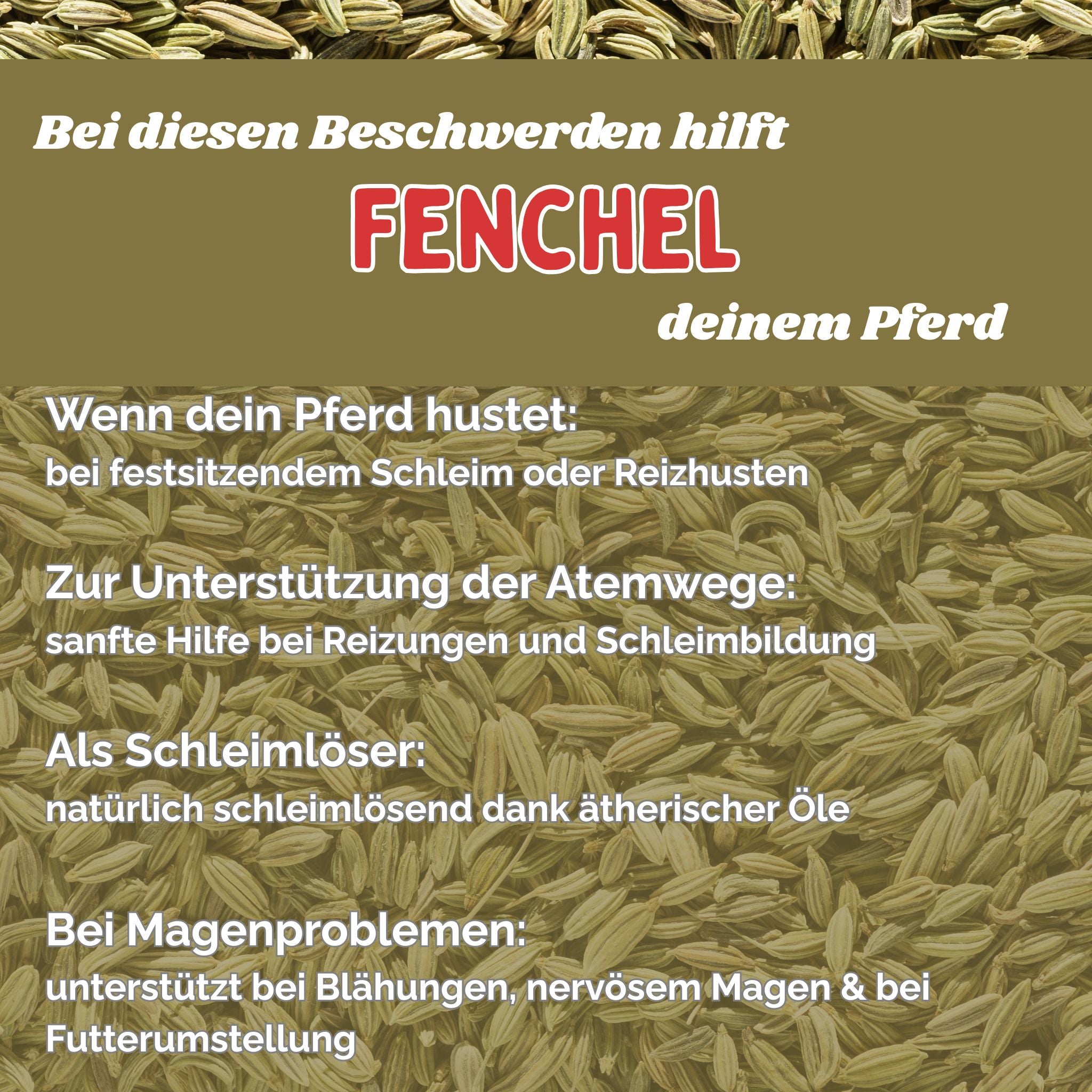 Fenchel Pferd - Hustenkräuter für Pferde - Magenkräuter Pferd