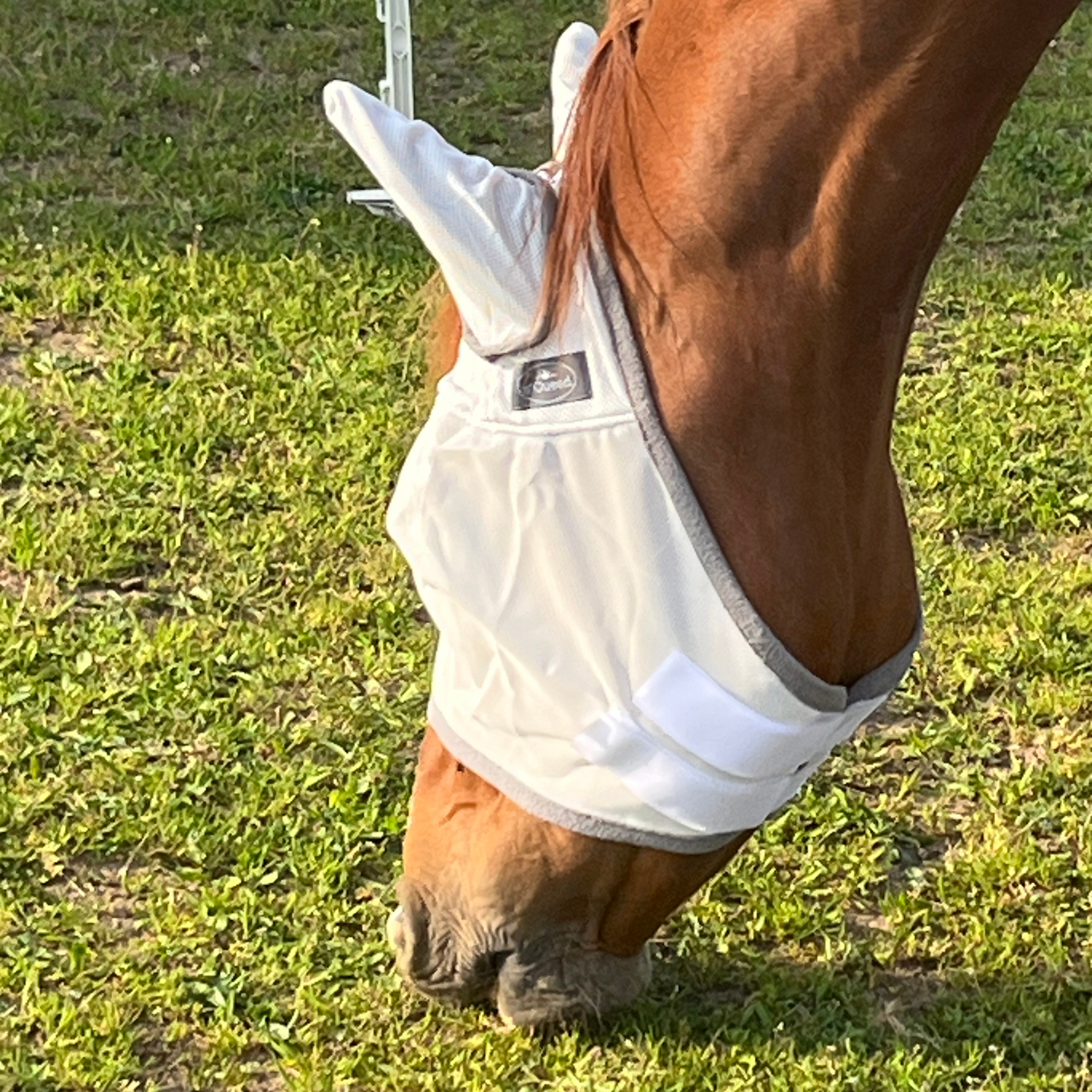 Fliegenmaske Fliegenohren Fliegenschutz für Pferde