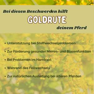 Goldrute Pferd bei Stoffwechselproblemen und für gesunde Nieren und Blase