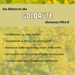Goldrute Pferd bei Stoffwechselproblemen und für gesunde Nieren und Blase