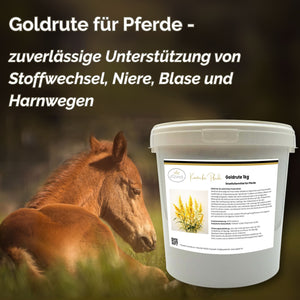 Goldrute Pferd bei Stoffwechselproblemen und für gesunde Nieren und Blase