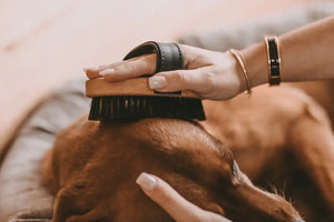 Fritz&Frodewin Bobbsen - Hundebürste Kurzhaar