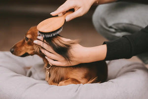 Fritz&Frodewin Lillibet - Hunde-Handbürste groß