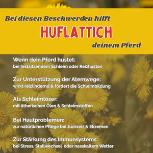 Huflattich Pferd - Hustenkräuter für Pferde - Schleimlöser Pferd