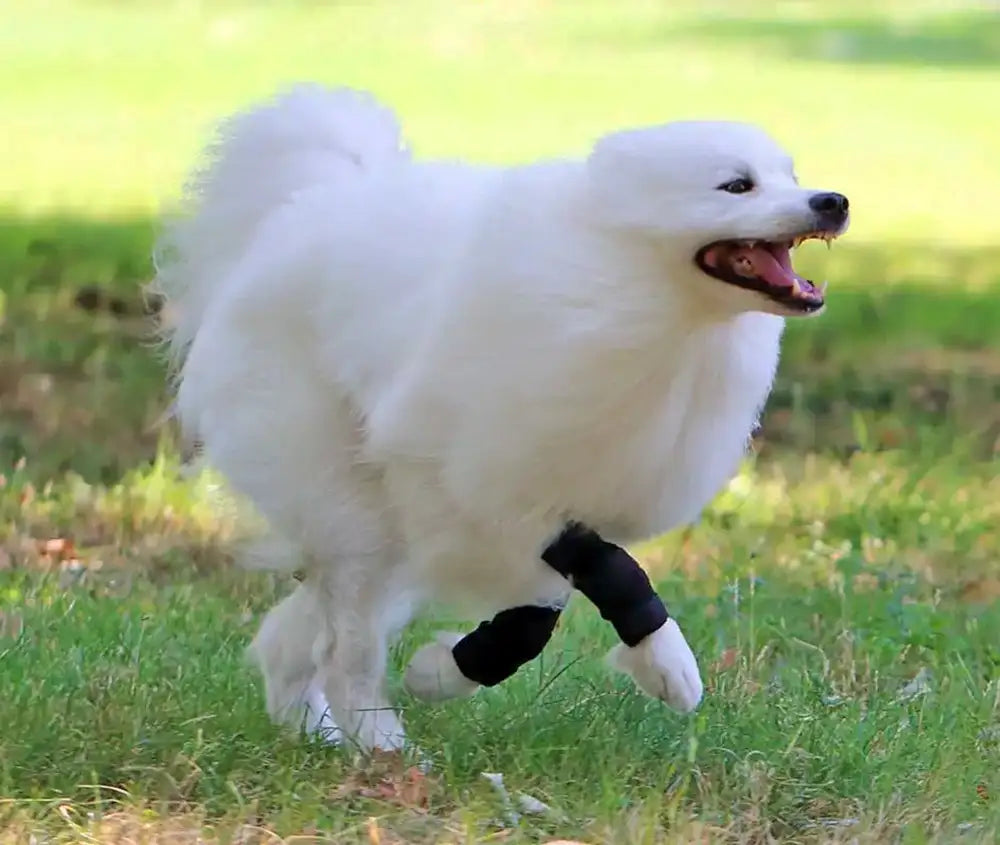 Sportbandage für Hunde