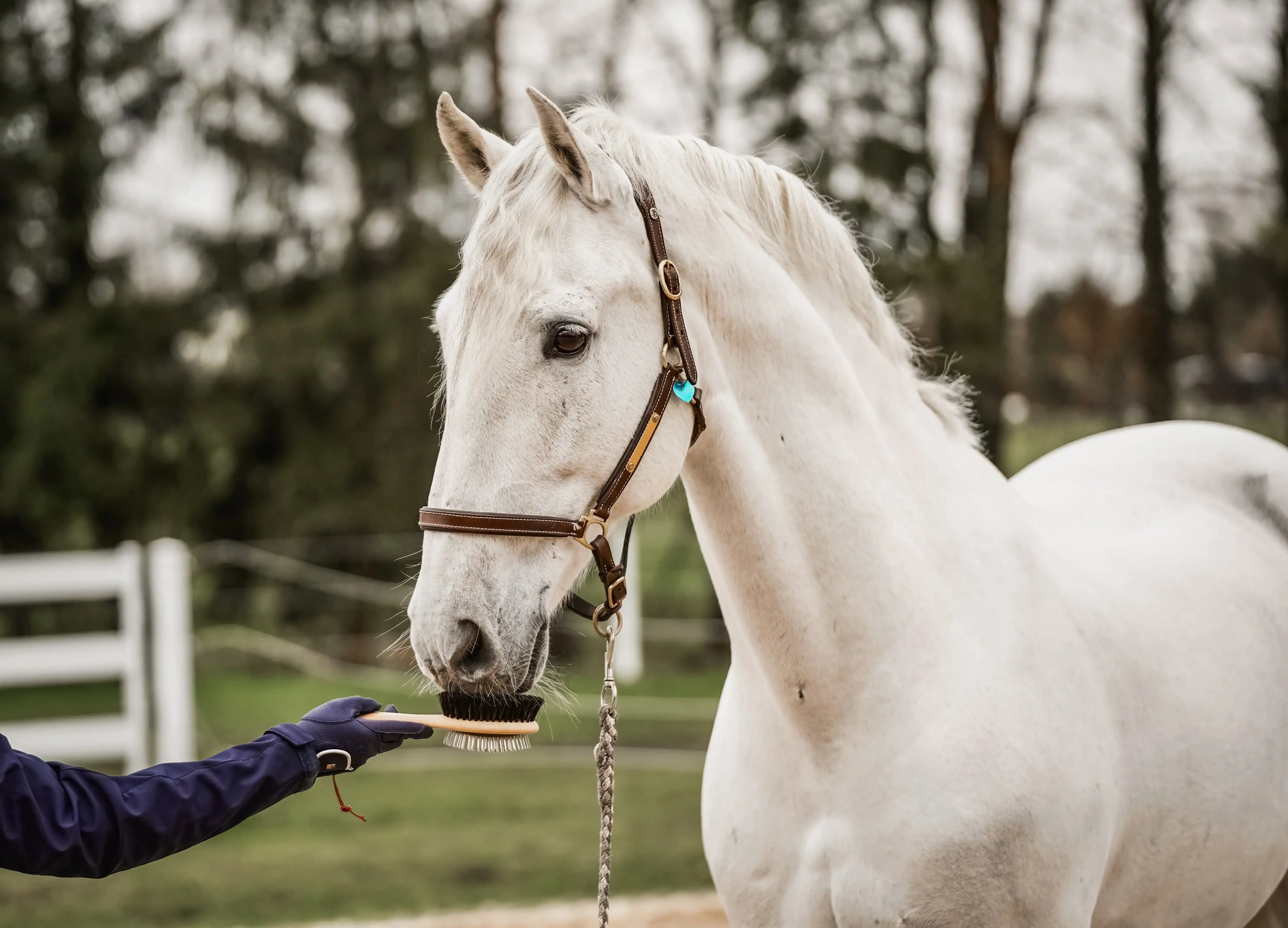 Fritz&Frodewin Mähnen– und Schweifbürste 