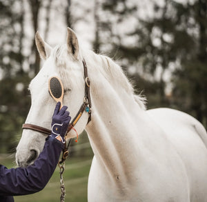 Fritz&Frodewin Mähnen– und Schweifbürste 