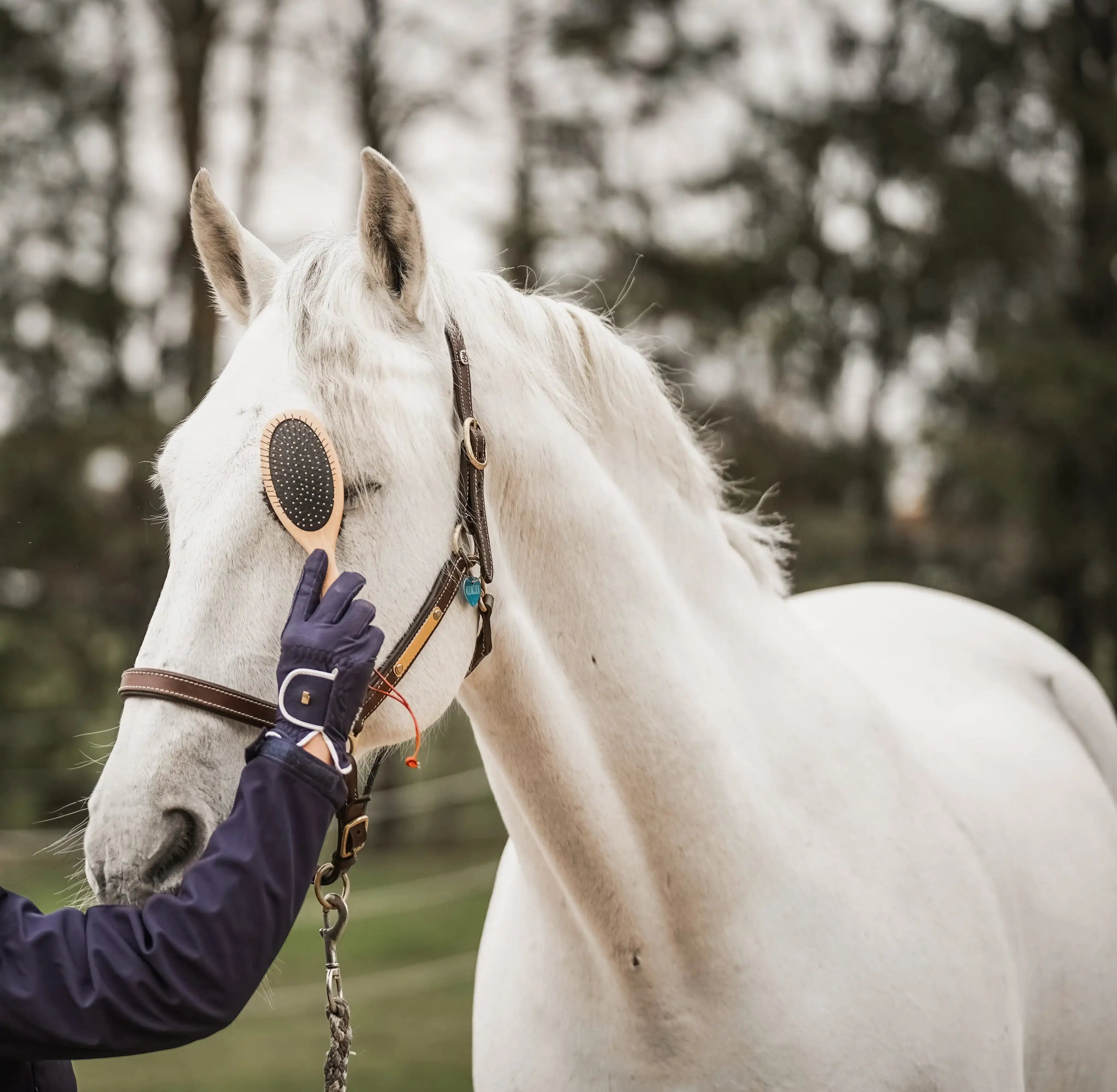 Fritz&Frodewin Mähnen– und Schweifbürste 